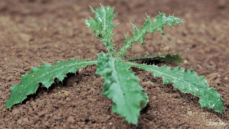 Сорняки обошлись «Шаблыкинскому агрокомплексу» в 6 млн рублей