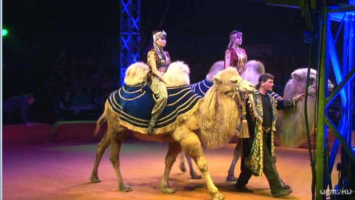 Орловскому цирку не на что кормить животных