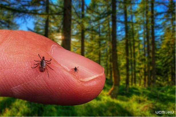 Первые клещи в «Орловском полесье»