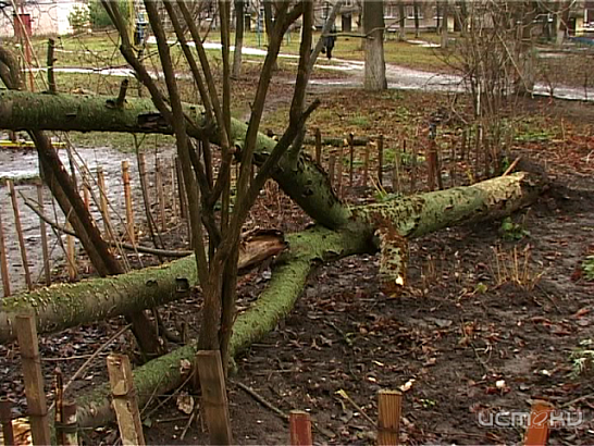 Снова падают деревья или сможет ли нововведение в содержании придворовых территорий навести порядок?