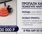 Помогите найти! Пропала кошка по кличке Кая!