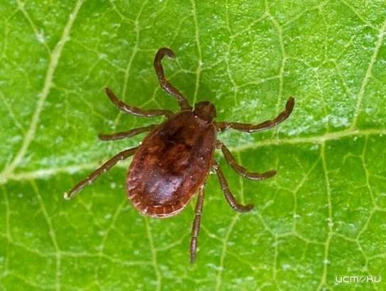 Индивидуальная защита — залог спасенья от клеща