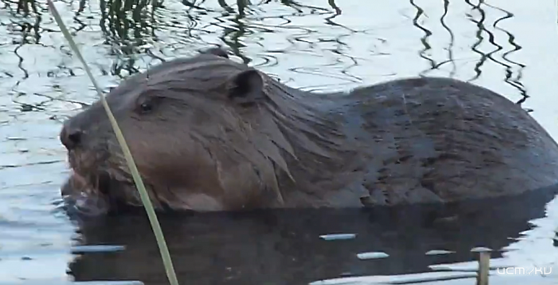 В Орле заметили бобра, спасающегося от жары среди уток