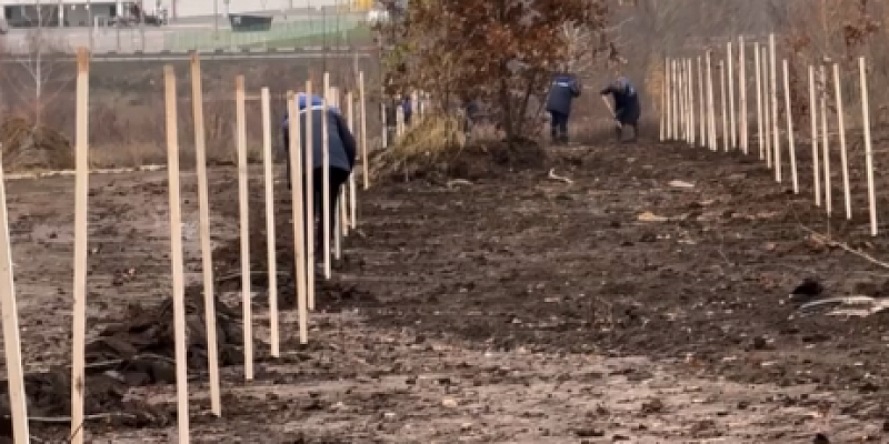 На улице Орловских партизан появились новые деревья 