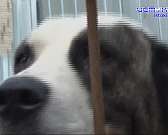 Одни их боятся, другие о них заботятся: в Орле остается нерешенной проблема бездомных животных