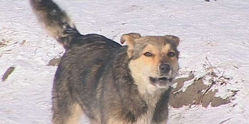 когда будут отлавливать бродячих собак