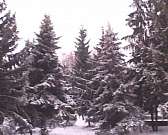 А снег шел, идет и будет идти