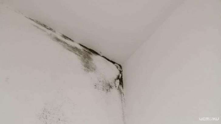 «Дышите на здоровье!»: в Орле нашли плесень в детской инфекционной больнице