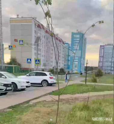 В Орле на Алроса засохли деревья