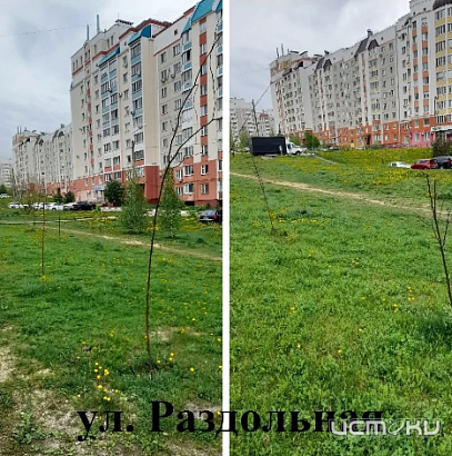 Орловчане подсчитали, сколько деревьев, посаженных мэрией в 2025 году прижилось 