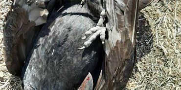 На орловских полях нашли 10 павших ворон