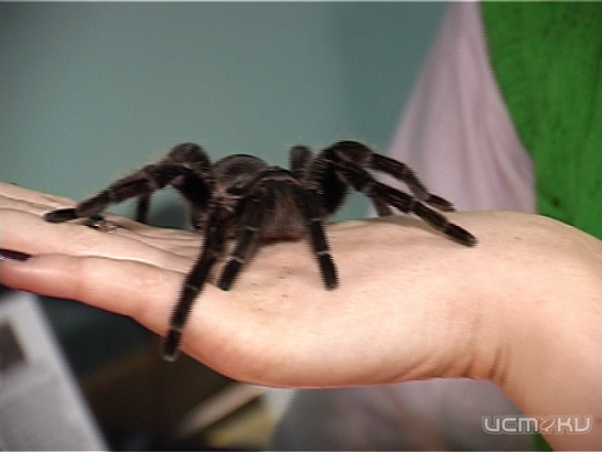 Вояж экзотических насекомых в Орле