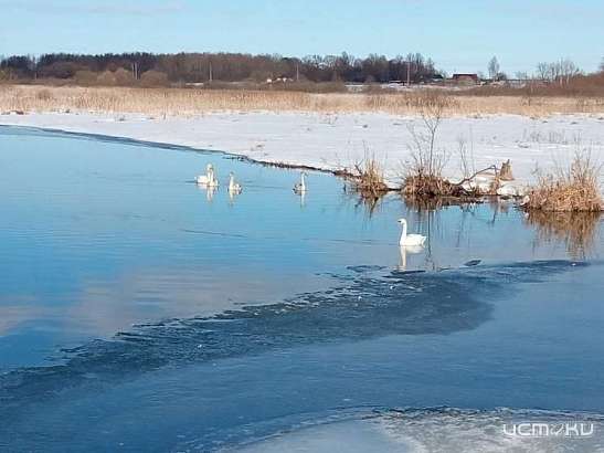 В Орловской области остановились отдохнуть лебеди