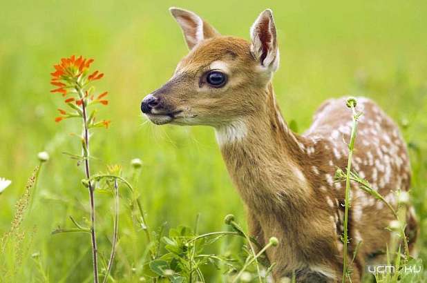 На Орловщине 19 копытных животных стали жертвами незаконной охоты