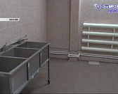 Бродячие собаки в Орле: угроза растёт, а решения нет