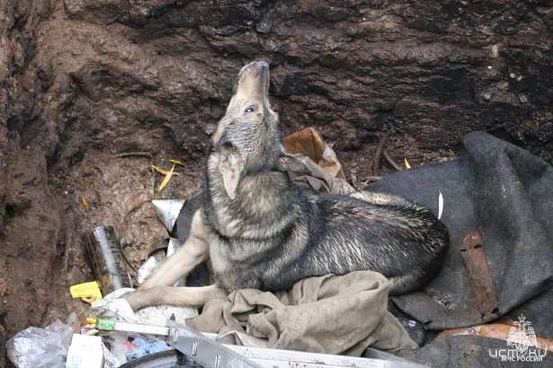 В Орле сотрудники МЧС вытащили из западни собаку
