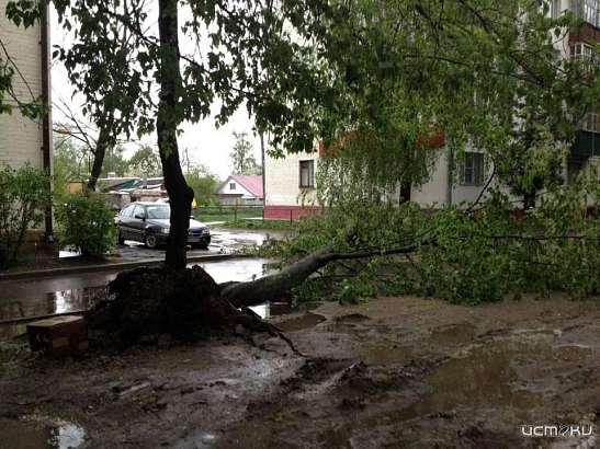 Орловский областной суд разъяснил, кто платит за раздавленный деревом автомобиль