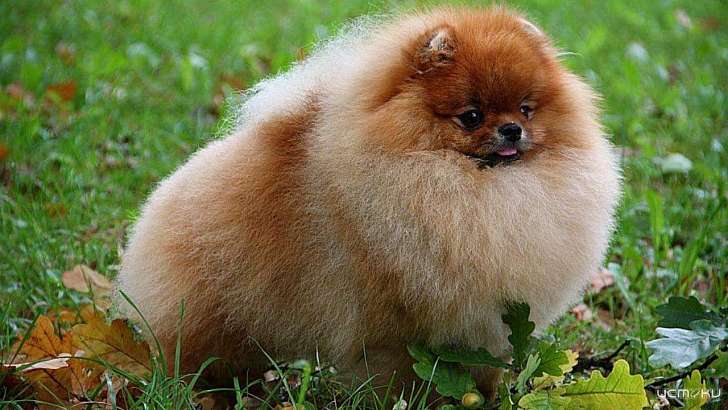 Орловчанка получала деньги за несуществующих шпицев