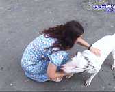 В Орле собак топят в котловане со смолой. Подробности чудовщиной истории