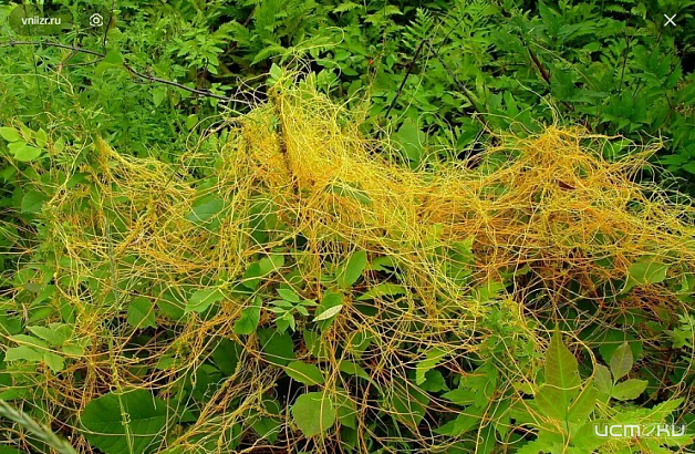 В 15,8 тыс. тонн зерна выявлен карантинный сорняк — повилика.