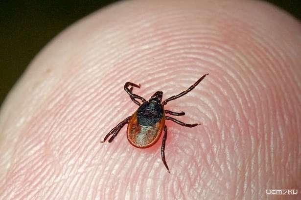 От укусов клещей уже пострадали пять орловчан