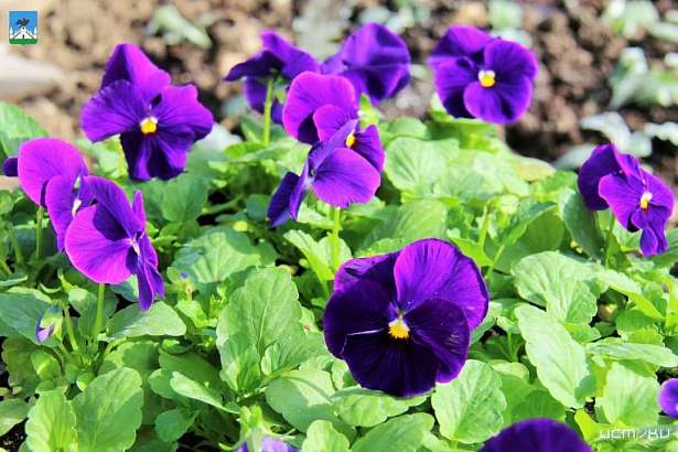 Орёл постепенно озеленяется