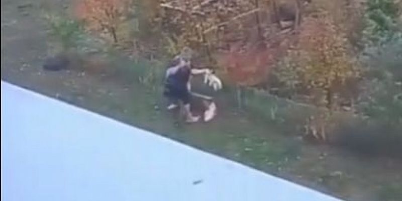 В Зареченском заявили о жестоком обращении с собакой: жители обеспокоены поведением соседа