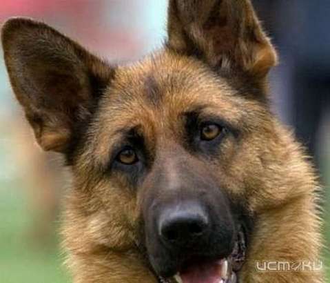 Управление ветеринарии должно принять меры по отлову бродячих животных.