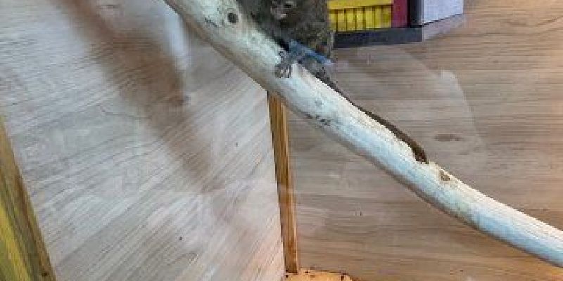 По предписанию Россельхознадзора в Детском парке Орла устранят нарушения