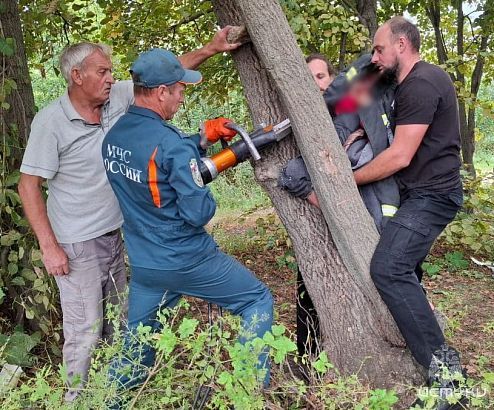 В Ливнах спасатели помогли девочке, угодившей в ловушку между деревьями
