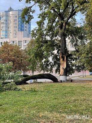 Работы по сносу 162-летнего дуба в Орле приостановлены из-за прокурорской проверки
