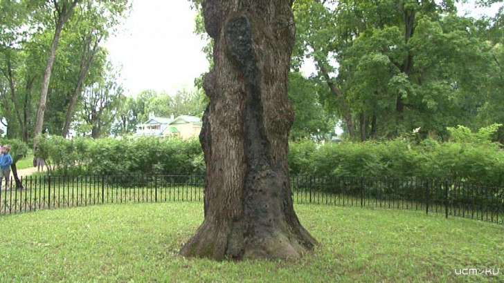 Столичные эксперты обследуют знаменитый дуб в Спасском