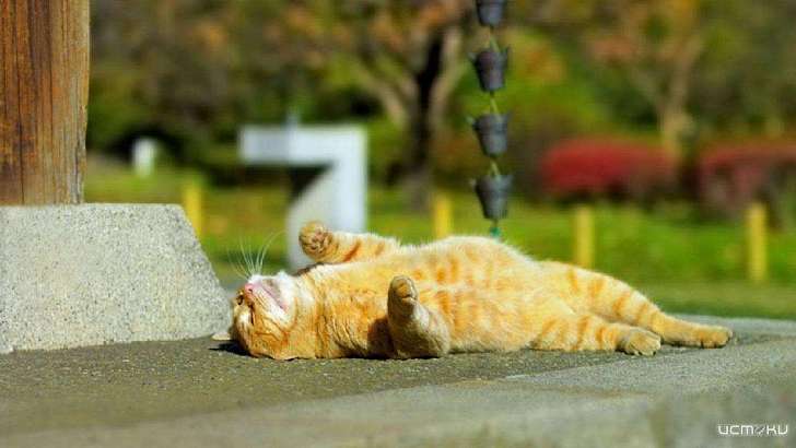 Середина рабочей недели в Орле будет жаркой и сухой