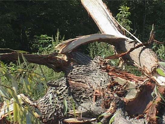 Вырубка деревьев