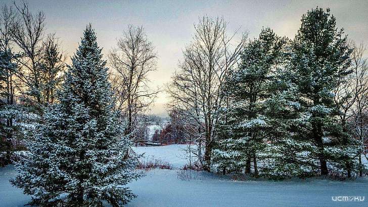 В преддверии Нового года на Орловщине будут ловить «черных» лесорубов  В преддверии Нового года на Орловщине будут ловить «черных» лесорубов