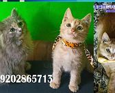 Экспресс-новости: ракетная опасность в Орловской области, штраф "Зеленой рощи" и борьба с вандалами и