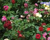 Наступила пора цветения, а это значит время покупать и наслаждаться чудесными цветами.