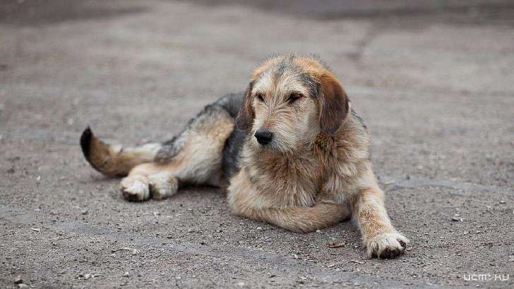 В Орле проигнорировали более 500 заявок жителей на отлов бродячих собак
