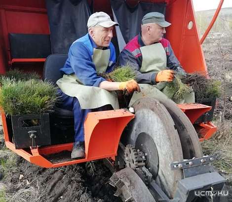 В Краснозоренском районе посадят более 22 гектаров хвойного леса