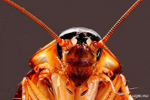 Нашествие тараканов на торговый центр в Орле 