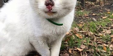 Орловская журналистка и зоозащитница Виталия Румянцева стала победителем Всероссийского конкурса