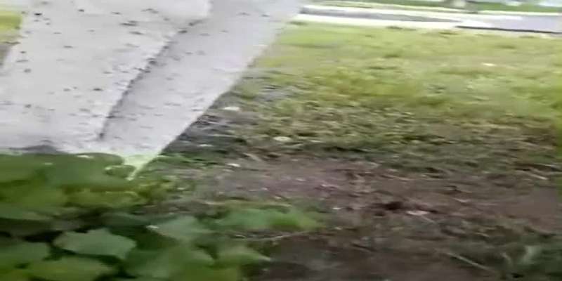 Видео: насекомые облепили деревья на территории областной больницы в Орле