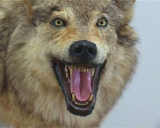 «В мире животных» в краеведческом музее