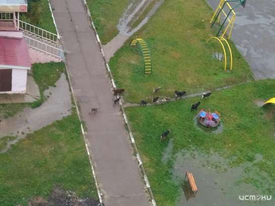 В Орле бродячие собаки захватили детскую площадку