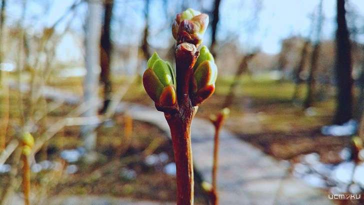 «Весна идет — весне дорогу!»: +8 °C и солнечно будет в Орле сегодня