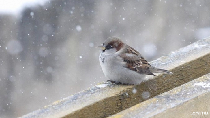 Первый ноябрьский день в Орле будет по-зимнему холодным и снежным