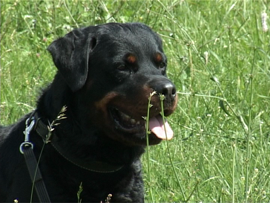 Собака - друг человека? Превращение из домашних любимцев - в бездомных 