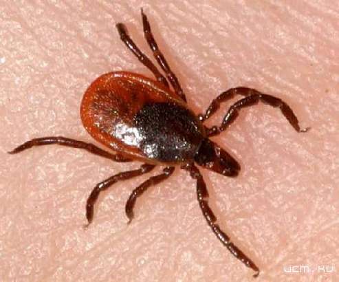 За несколько дней почти вдвое возросло количество орловчан, ставших жертвами клещей