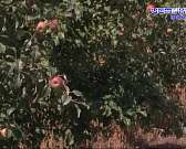 Голодными не останемся: в Орловском районе ожидают богатый урожай