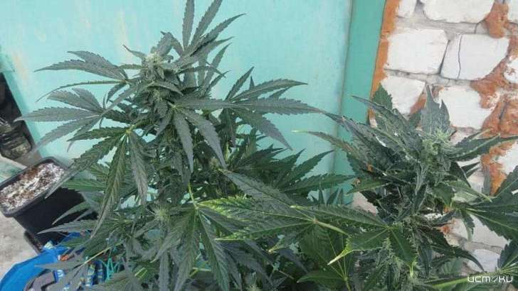 В Орловской области мужчина выращивал коноплю около своего гаража